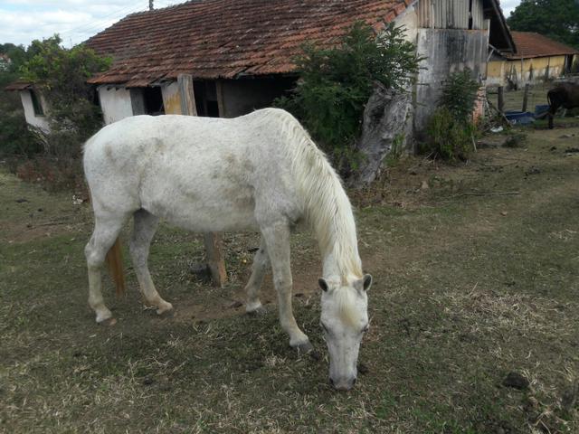 Égua para crianças e iniciantes dispenso curiosos e