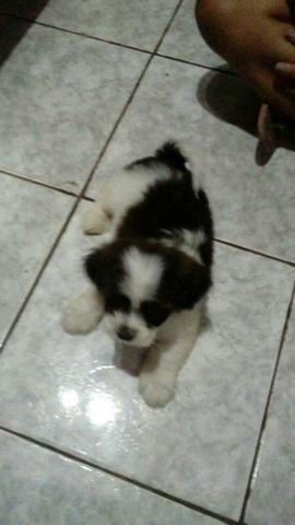 shih tzu tem conversa