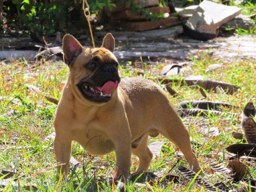Bulldog Francês - Macho Fulvo - 1 ano e 5 meses