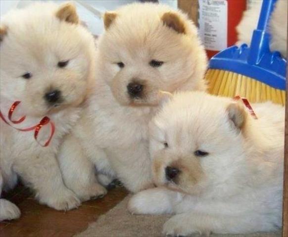 Chow-chow