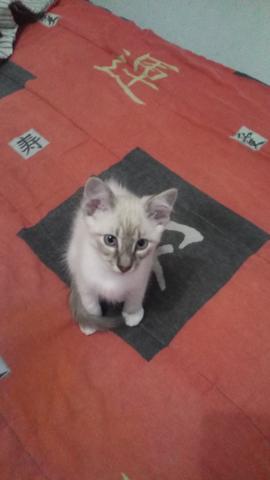 Doa se um lindo gatinho