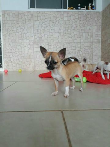 Fêmea de Chihuahua minúscula