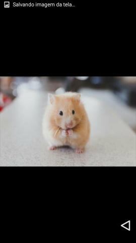 Hamster sirio
