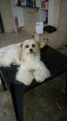 Lhasa apso
