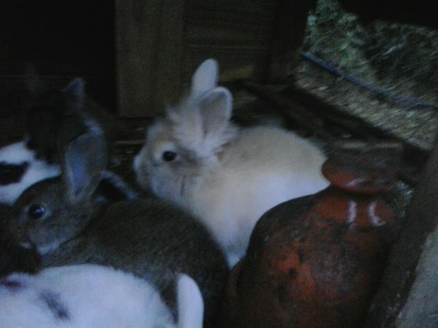 Mine coelhos