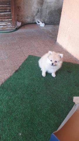 Spitz alemão fêmea pérola