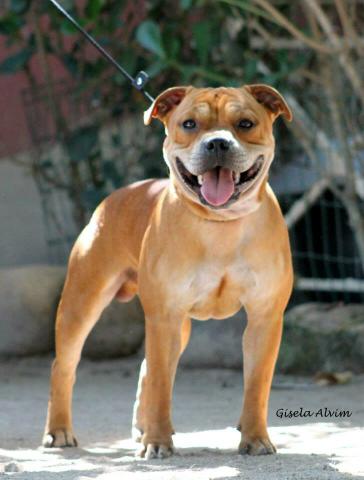 Staffordshire Bull Terrier macho