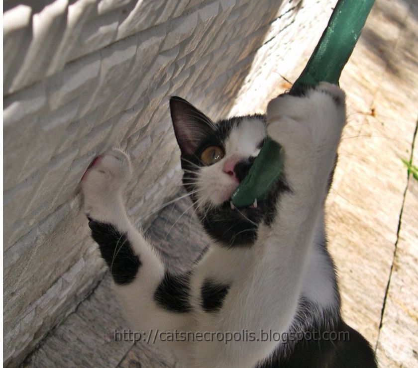 Chia - gatinha castrada para adoção em Santos