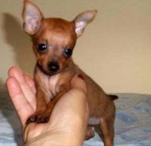 00 sem enganos 5 x sem juros entrega grátis