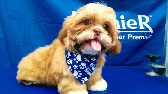 Deu a louca no Canil Mosquim fêmea 950 reais