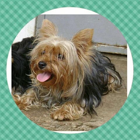 Linda fêmea de Yorkshire