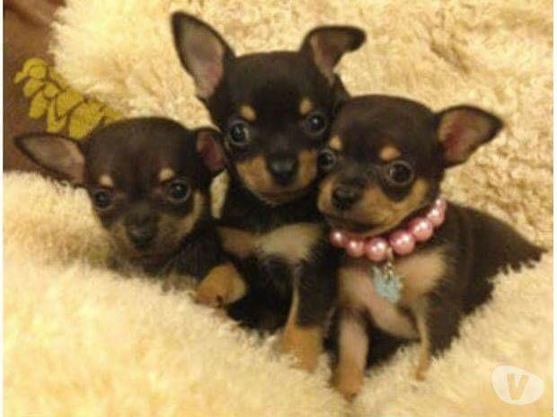 Pinscher zeros muito lindos