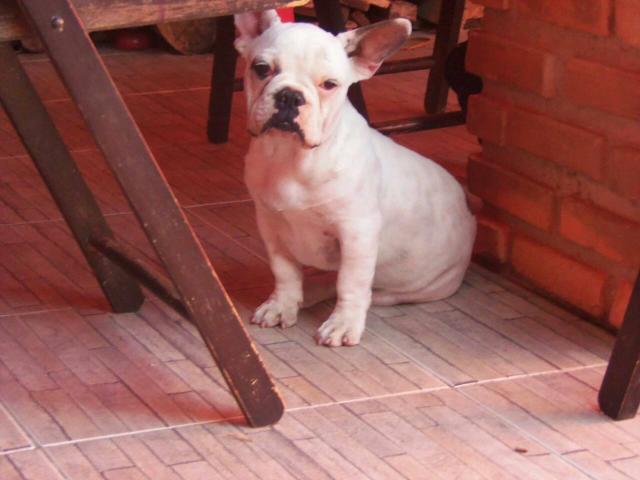 Buldog francês macho