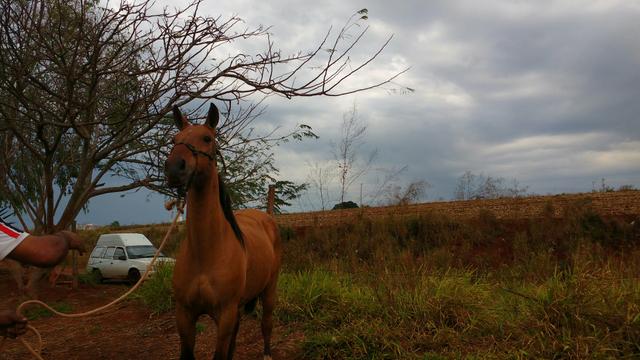 Cavalo crioulo Puro