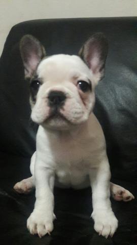 Fêmea Pirata Bulldog Francês