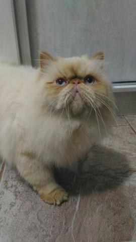 Macho disponível para cruzamento