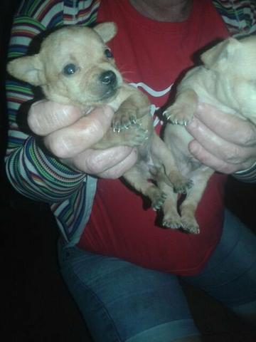 Pincher muito pequeno pra reserva