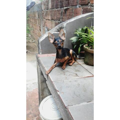 Pinsher número 1 fêmea