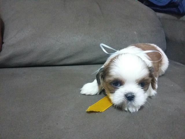 Shitzu macho micro 500