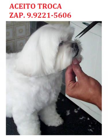 Lhasa Apso Branco lindo com 1 ano