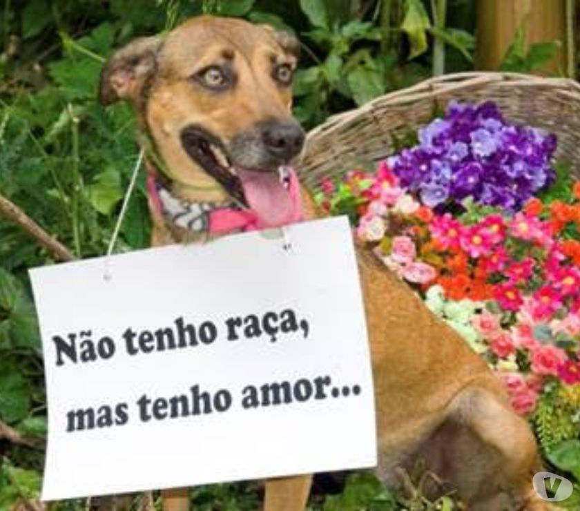 Duda - linda cachorrinha para adoção responsável - SP