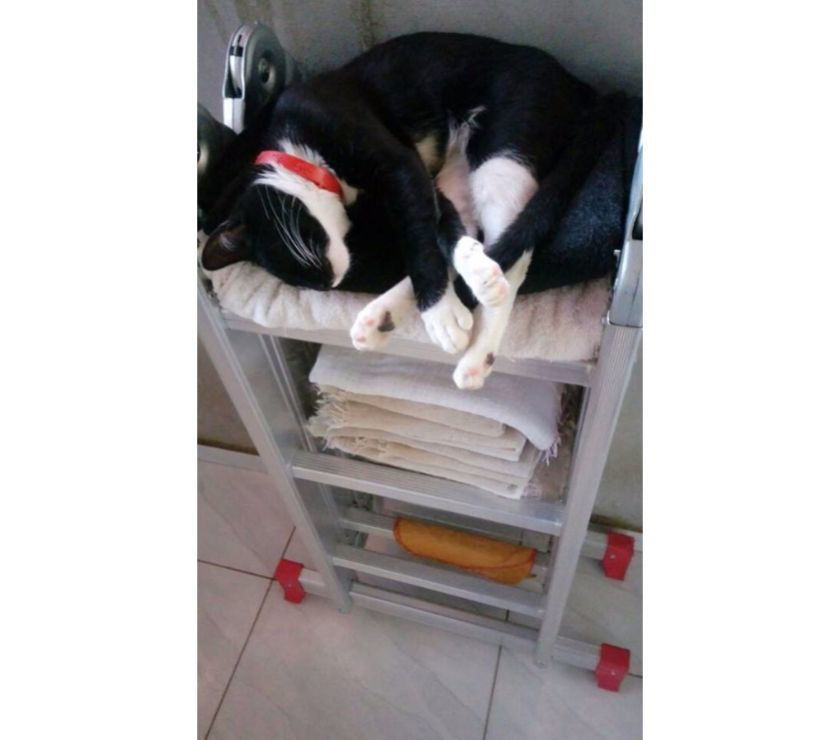 gatinha com um ano deficiente de um olho