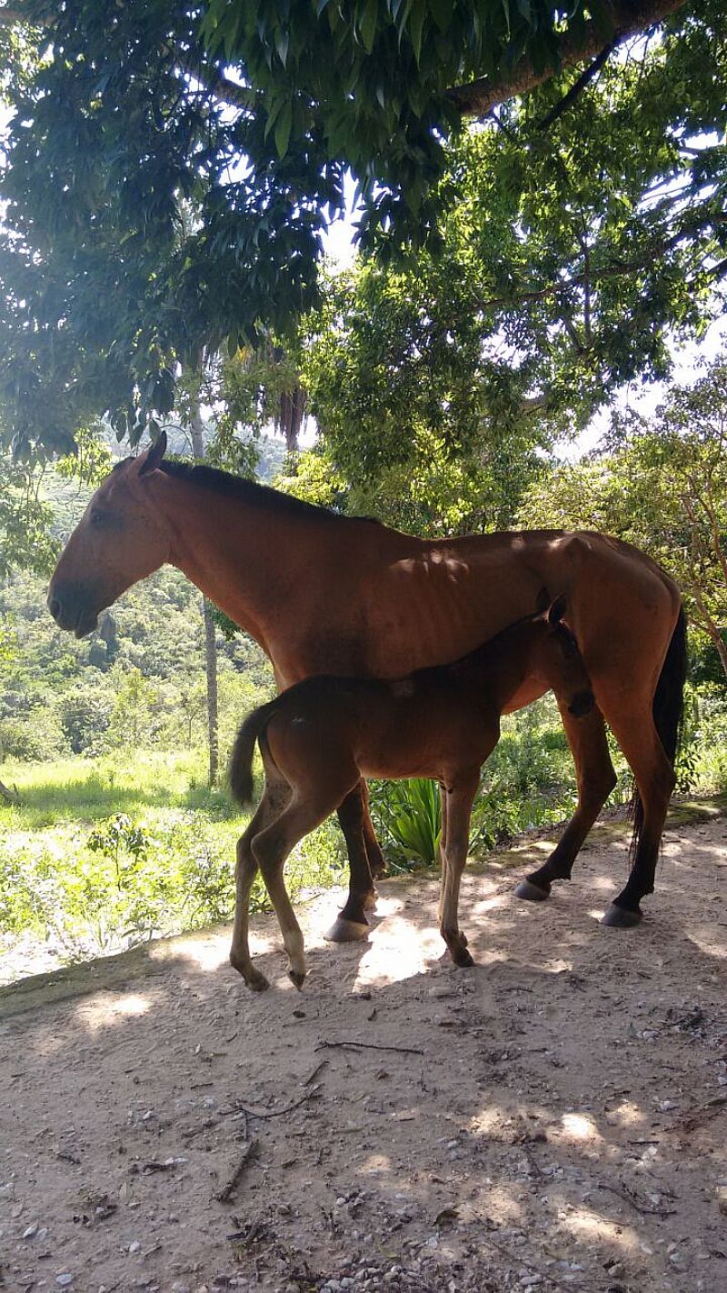 Égua e seu potrinho a venda em Contagem