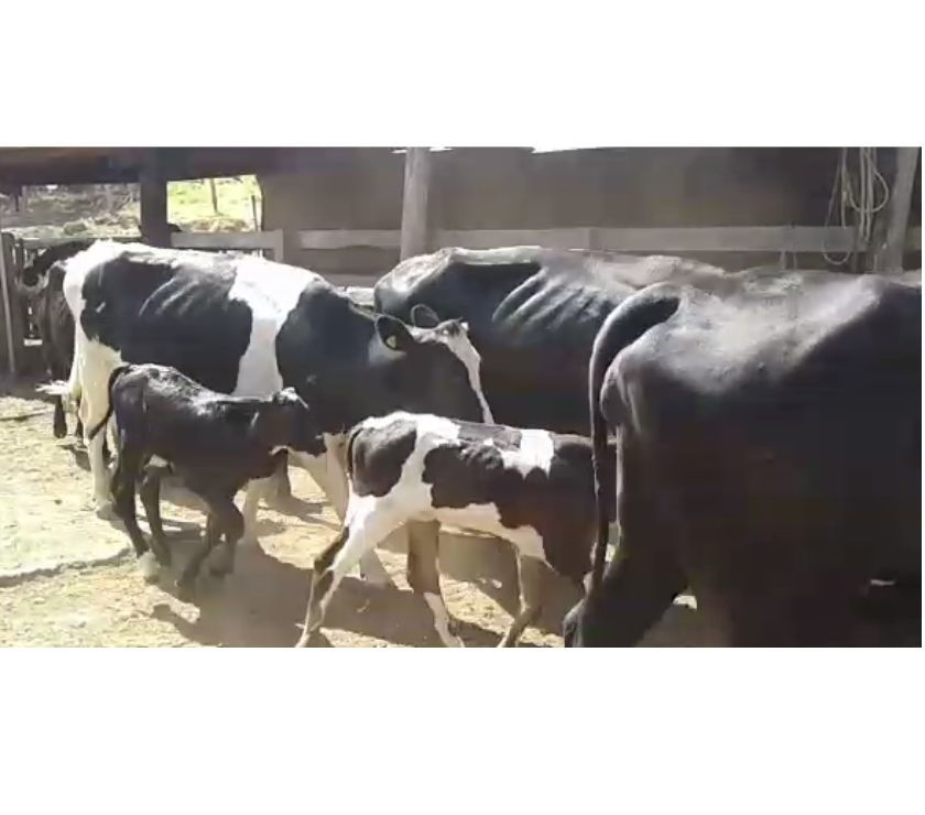 48 Vacas Girolando 12 e 34 em Lactação