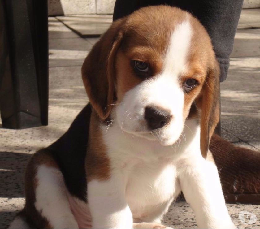Mini Beagle Para o Mes das Criancas