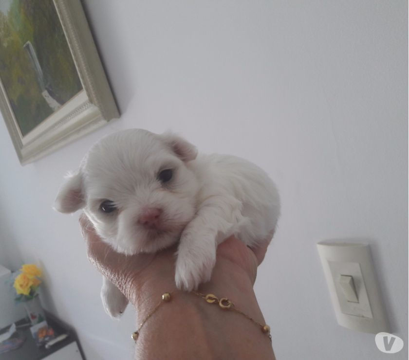 Maltês fêmea micro