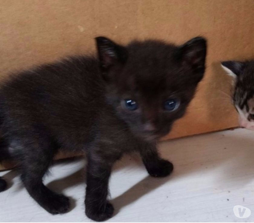 Gatinhos para adoção