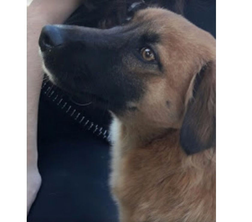 Cachorra meiga e dócil para doação com 1 ano em São