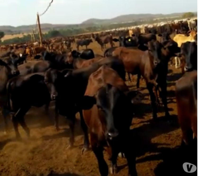 500 BezerrasNovilhas Aberdeen, Red e Senepol