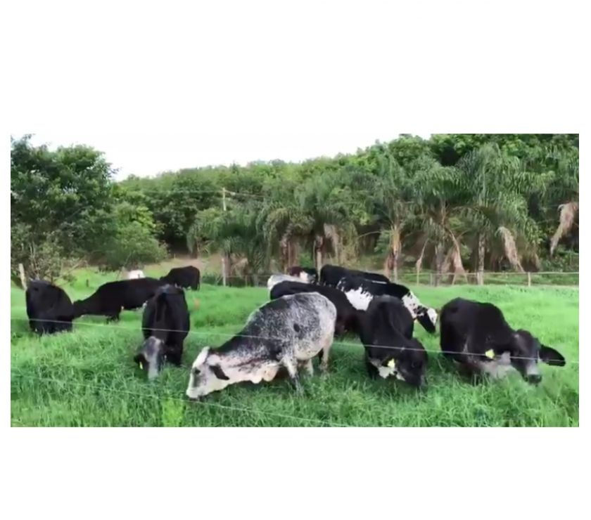 23 entre Bezerras e Novilhas Girolando 12 oriundas