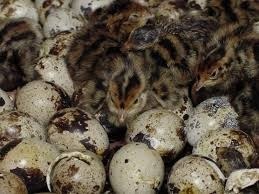 50 Ovos Galados De Codornas Gigante R$  + Frete/sedex