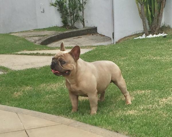 Bulldog Frances Macho