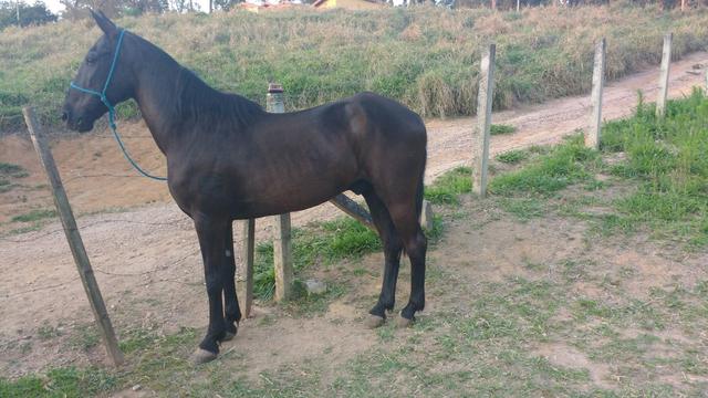 Cavalo mestiço argentino