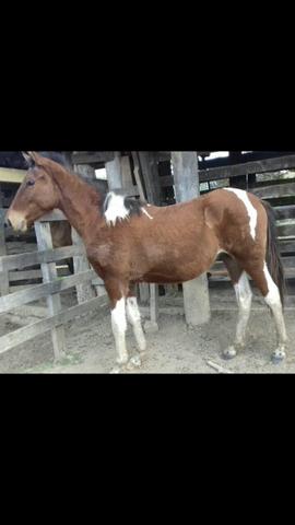 Cavalos eguas e potros
