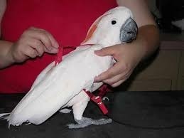 Coleira Para Cacatua - Peitoral E Guia -