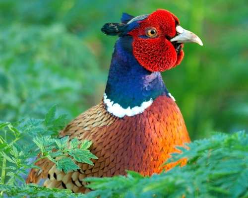 Ovo Ovos De Faisão Coleira Galados Faisao Ferteis