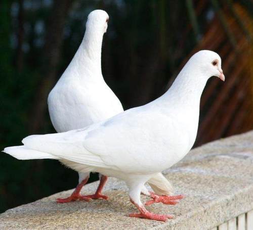 Pombos Brancos