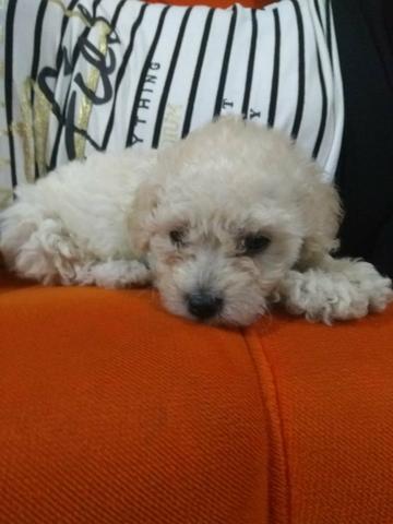 Poodle tipo 1