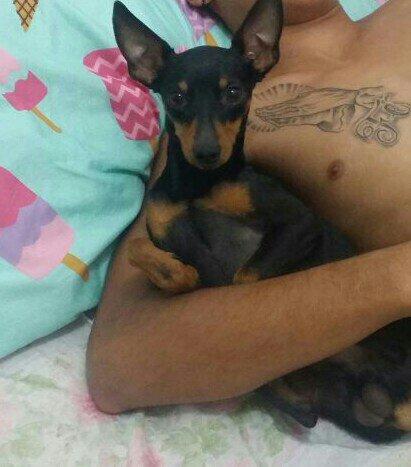 Procuro fêmea pinscher para crusar