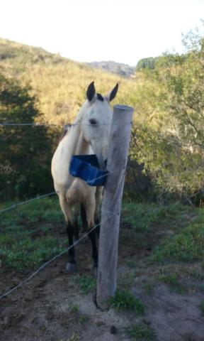 TROCO Égua Marcha Picada