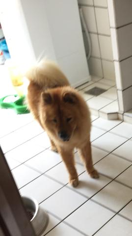 Vendo chow chow fêmea