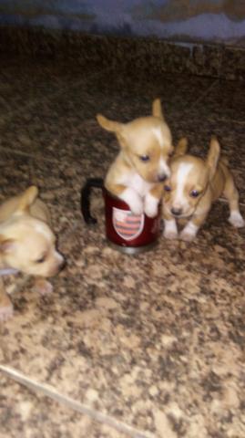 Vendo lindos cachorrinhos pinscher Vicente Pires só 400 $$$$$$$