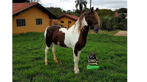 Cavalo Garanhão Mangalarga