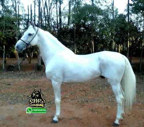 Cavalo Garanhão Mangalarga