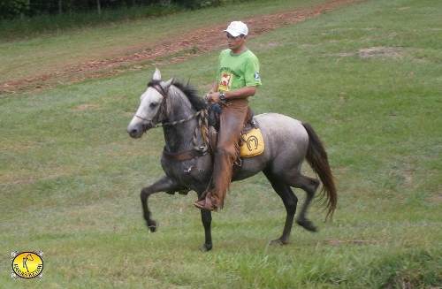Cavalo Mangalarga Marchador Venda Parcelada