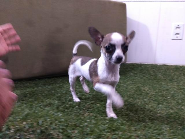 Chihuahua,menos de 1 kilo adulta